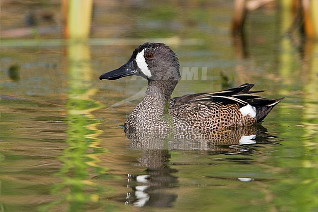 Blue-winged Teal (Anas discors) swimming in Houston, Texas, USA. stock-image by Agami/Glenn Bartley,