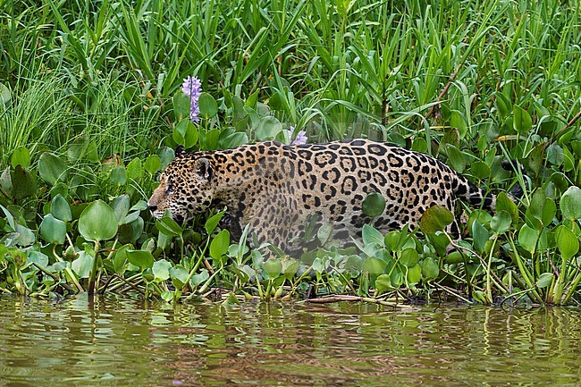 A Jaguar, Panthera onca, walking along Cuiaba River. Mato Grosso Do Sul State, Brazil. stock-image by Agami/Sergio Pitamitz,