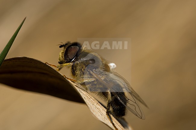 Hoverfly, Kegelbijvlieg, Eristalis pertinax stock-image by Agami/Wil Leurs,