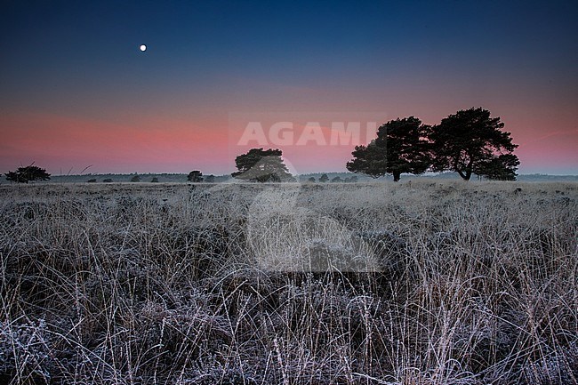 Drents-Friese Wold National Park stock-image by Agami/Wil Leurs,