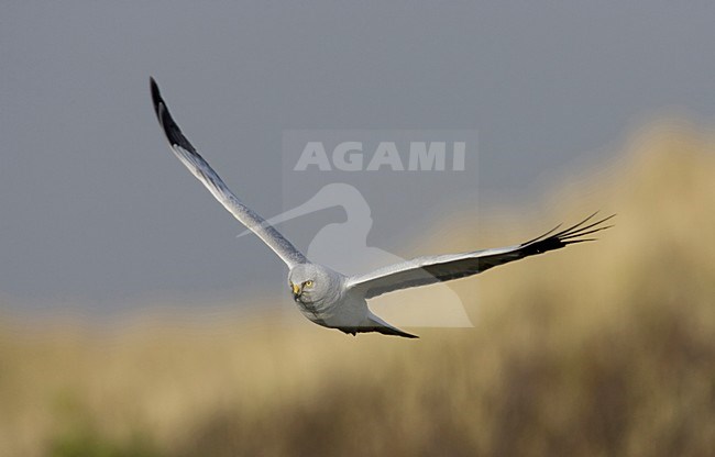 Man Blauwe Kiekendief vliegend; Male Hen Harrier flying stock-image by Agami/Arie Ouwerkerk,