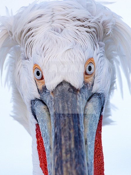 Close-up of adult Dalmatian Pelican (Pelecanus crispus) at Lake Kerkini, Greece stock-image by Agami/Marc Guyt,