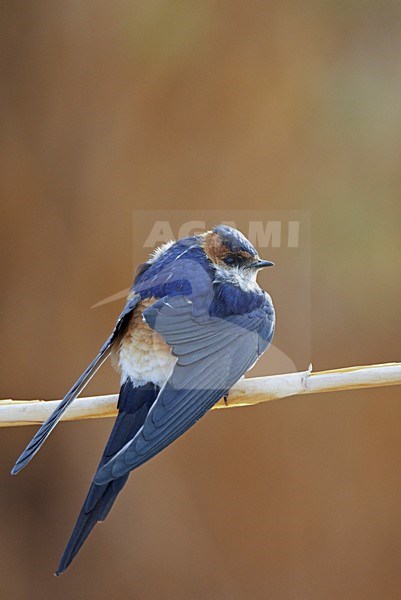 Roodstuitzwaluw zittend op tak; Red-rumped Swallow perched on branch stock-image by Agami/Markus Varesvuo,