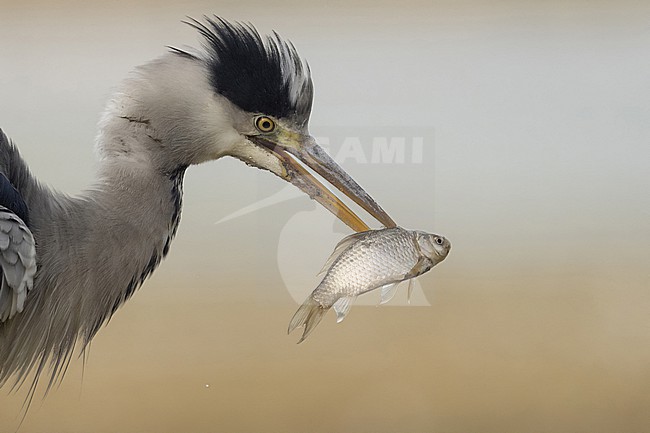 Blauwe reiger met gevangen vis stock-image by Agami/Han Bouwmeester,