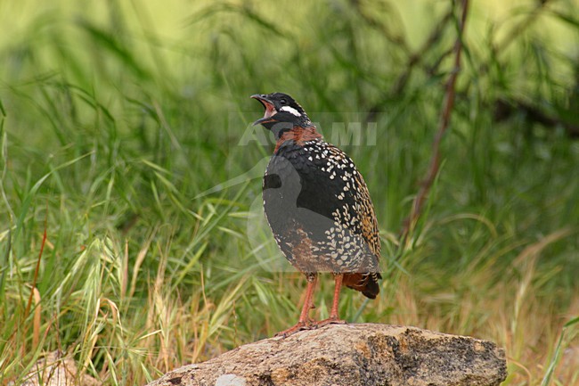 Roepende Zwarte Francolijn, Calling black Francolin stock-image by Agami/Daniele Occhiato,