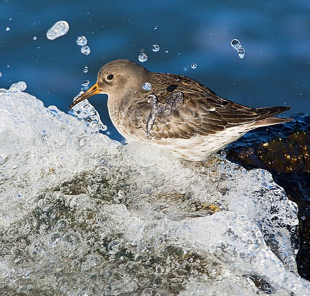 Wintering Purple Sandpiper (Calidris maritima) along the Dutch North Sea coast. Standing on a rock with a wave crushing over the rocks. stock-image by Agami/Marc Guyt,