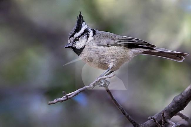 Bridled Titmouse (Baeolophus wollweberi) perched on a branch stock-image by Agami/Dubi Shapiro,