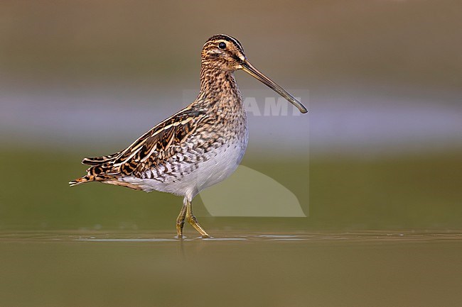 Common Snipe (Gallinago gallinago) in Italy. stock-image by Agami/Daniele Occhiato,
