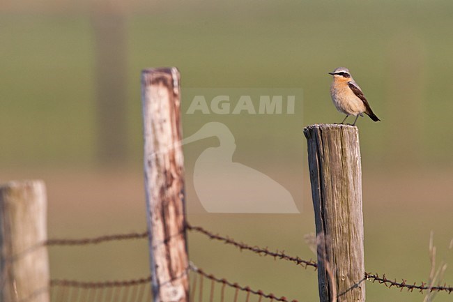 Mannetje Tapuit; Male Northern Wheatear stock-image by Agami/Arnold Meijer,