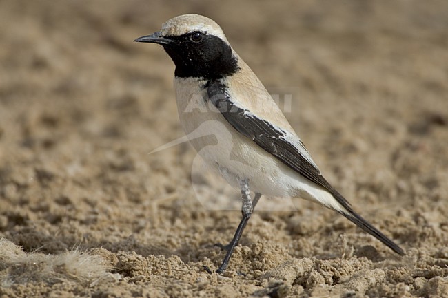 Desert Wheatear male standing, Woestijntapuit mannetje staand stock-image by Agami/Daniele Occhiato,