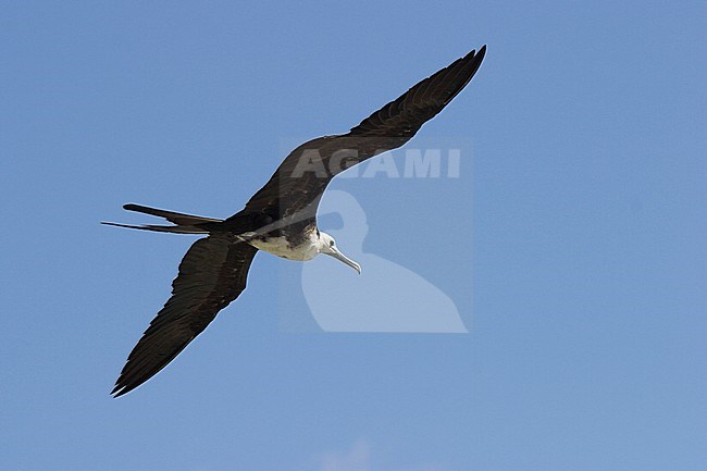 Amerikaanse Fregatvogel in vlucht; Magnificent Frigatebird (Fregata magnificens) in flight stock-image by Agami/Glenn Bartley,