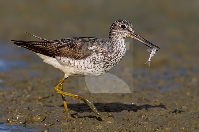 Groenpootruiter, Common Greenshank; Tringa nebularia stock-image by Agami/Daniele Occhiato,