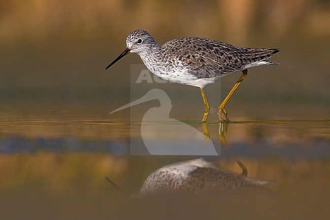 Poelruiter; Marsh Sandpiper; Tringa stagnatilis stock-image by Agami/Daniele Occhiato,