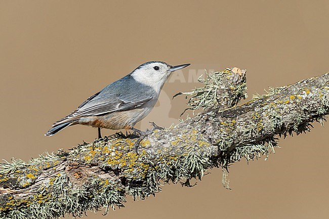 Adult female
Santa Barbara Co., CA
November 2022 stock-image by Agami/Brian E Small,