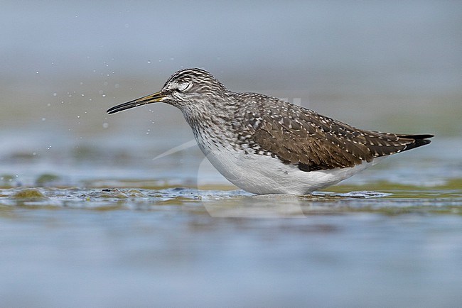 Green Sandpiper (Tringa ochropus), side view of an adult standing in the water, Campania, Italy stock-image by Agami/Saverio Gatto,