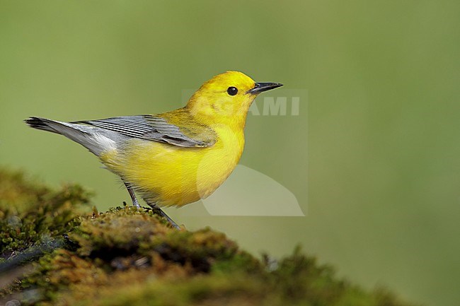 Adult male Prothonotary Warbler (Protonotaria citrea)
Galveston Co., Texas
April 2017 stock-image by Agami/Brian E Small,