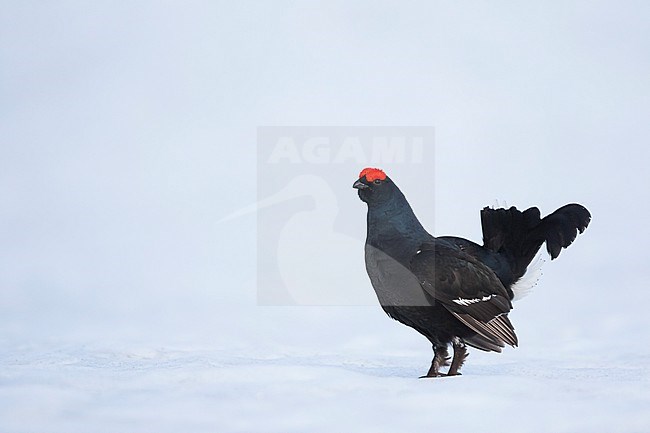 Adult male Black Grouse (Lyrurus tetrix tetrix) at a lek in Germany during early spring with lots of snow. stock-image by Agami/Ralph Martin,
