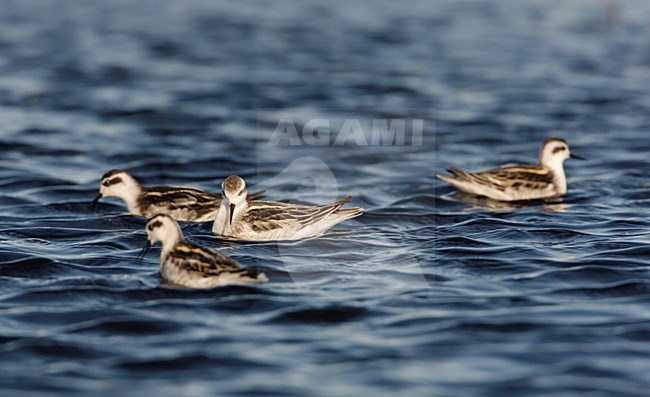Zwemmende onvolwassen Grauwe Franjepoot; Swimming immature Red-necked Phalarope stock-image by Agami/Arie Ouwerkerk,
