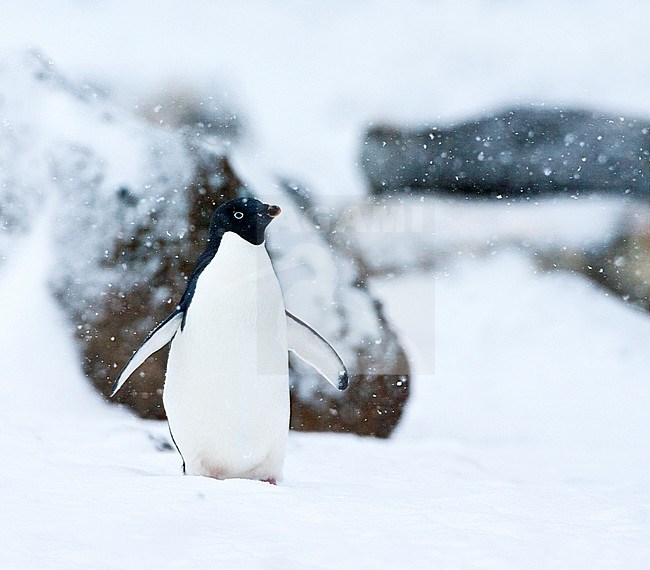 Adelie Penguin (Pygoscelis adeliae) walking in a snow-covered Antarctica in late summer. stock-image by Agami/Marc Guyt,