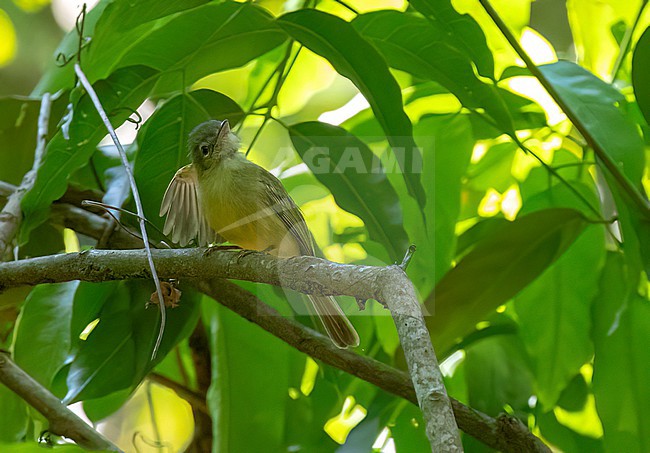 Yellow-olive flatbill (Tolmomyias sulphurescens) in Brazil stock-image by Agami/David Monticelli,