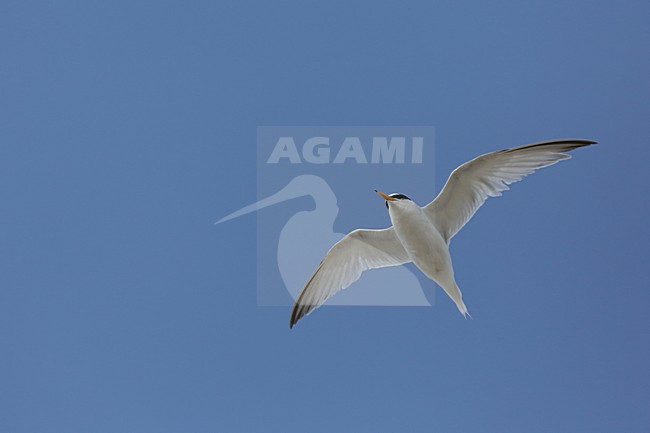 Volwassen Dwergstern in vlucht, Adult Little Tern in flight stock-image by Agami/Chris van Rijswijk,