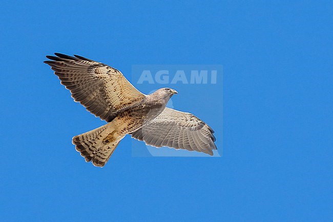 Adult (intermediate morph)
San Diego Co., CA
April 2023 stock-image by Agami/Brian E Small,