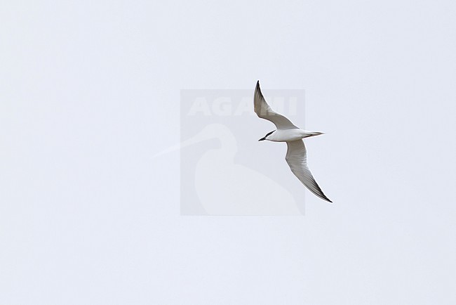 adult gull-billed tern (gelochelidon nilotica) in flight, found in Dornod Aimag in Mongolia stock-image by Agami/Mathias Putze,