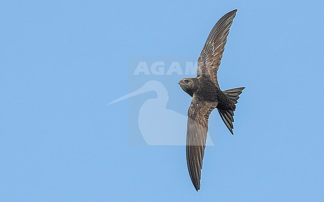 Common swift (Apus apus) in flight, showing upperwing and spread tail, about to turn. stock-image by Agami/Lennart Verheuvel,