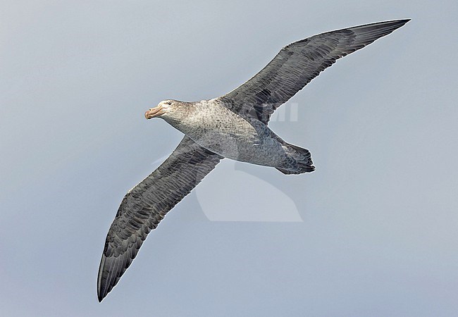 Northern giant petrel (Macronectes halli) between South Georgia and the Falkland islands. stock-image by Agami/Pete Morris,