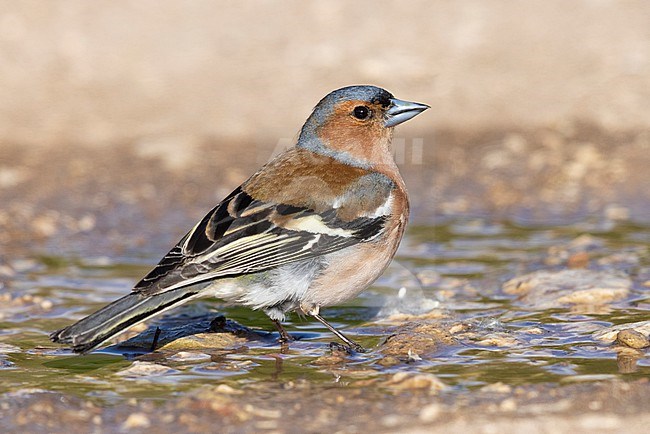 Common Chaffinch (Fringilla coelebs), side view of an adult male standing on the ground, Abruzzo, Italy stock-image by Agami/Saverio Gatto,