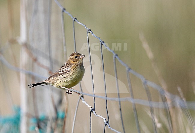 First-winter Yellow-breasted Bunting (Emberiza aureola) perched on a fench on the Out Skerries, Shetland, Scotland. Critically endangered songbird from Asia. stock-image by Agami/Michael McKee,