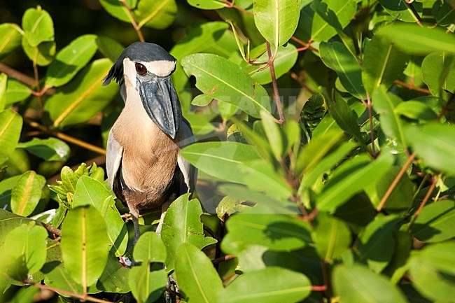 Schuitbekreiger; Boat-billed Heron; Cochlearius cochlearius stock-image by Agami/Martijn Verdoes,