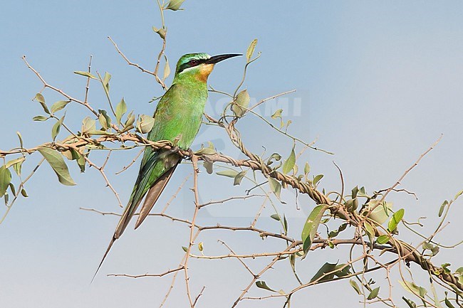 A stunning Blue-cheeked Bee-eater (Merops Persicus) is seen sitting on an entangled branch against a clear blue background. stock-image by Agami/Jacob Garvelink,