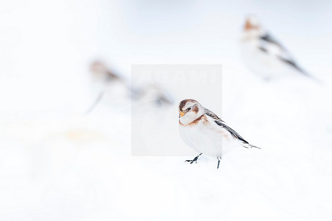  stock-image by Agami/Marcel Burkhardt,