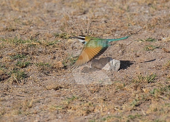 White-throated bee-eater, Merops albicollis, in flight in Kenya. Taking off from the ground. stock-image by Agami/Dani Lopez-Velasco,