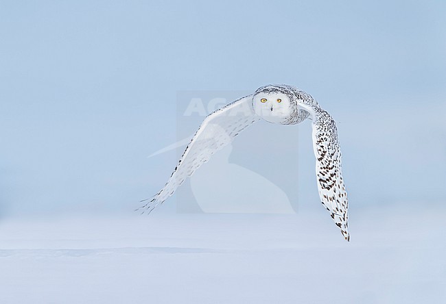 Snowy Owl (Bubo scandiacus) in snow covered landscape in Ontario Canada. stock-image by Agami/Marcel Burkhardt,