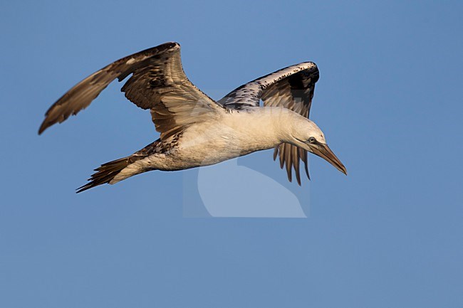 Onvolwassn Jan-van-gent in de vlucht; Juvenile Northern Gannet in flight stock-image by Agami/Daniele Occhiato,