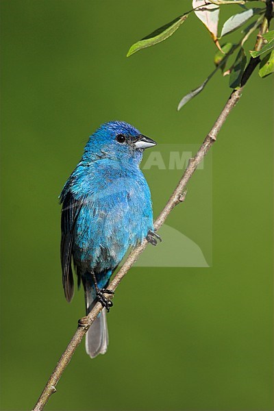 Adult spring male Indigo Bunting (Passerina cyanea) in summer plumage perched a branch in Long Pont, Ontario, Canada. stock-image by Agami/Glenn Bartley,