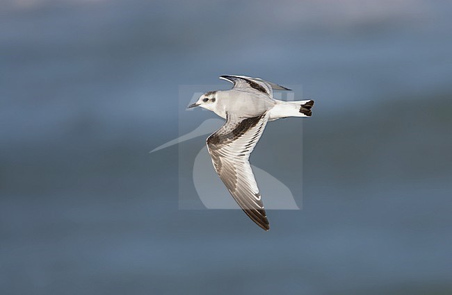 Eerste-winter vliegende Dwergmeeuw; First-winter flying Little Gull (Hydrocoloeus minutus) stock-image by Agami/Arie Ouwerkerk,