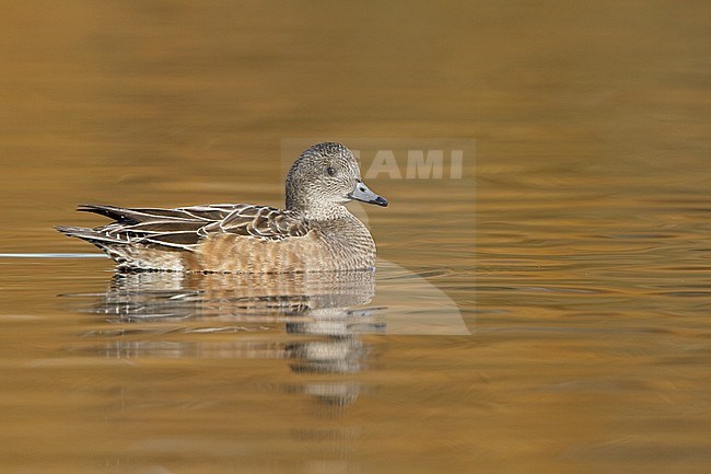 Amerikaanse Smient, American Wigeon stock-image by Agami/Glenn Bartley,