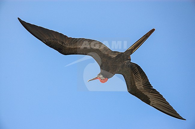 Adult male Great Frigatebird (Fregata minor) in flight, seen from below. stock-image by Agami/Rob Riemer,
