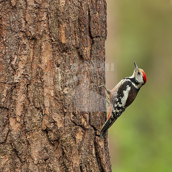Middle spotted woodpecker (Leiopicus medius) in a tree stock-image by Agami/Lennart Verheuvel,