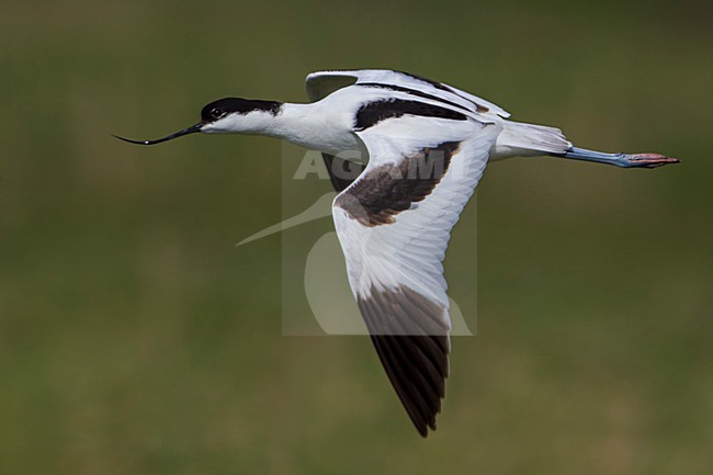Avocetta; Avocet; Recurvirostra avosetta stock-image by Agami/Daniele Occhiato,