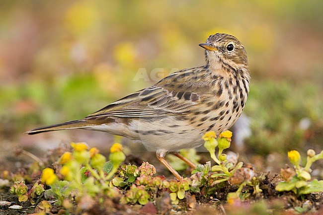 Meadow Pipit - Wiesenpieper - Anthus pratensis ssp. pratensis, Morocco stock-image by Agami/Ralph Martin,