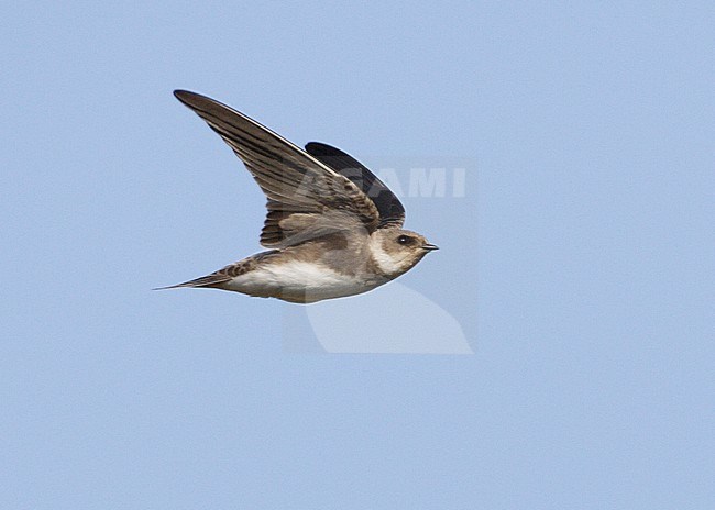 Juveniele Oeverzwaluw in vlucht, Juvenile Sand Martin in flight stock-image by Agami/Mike Danzenbaker,