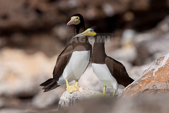Brown Booby, adult, pair, Raso, Cape Verde (Sula leucogaster) stock-image by Agami/Saverio Gatto,