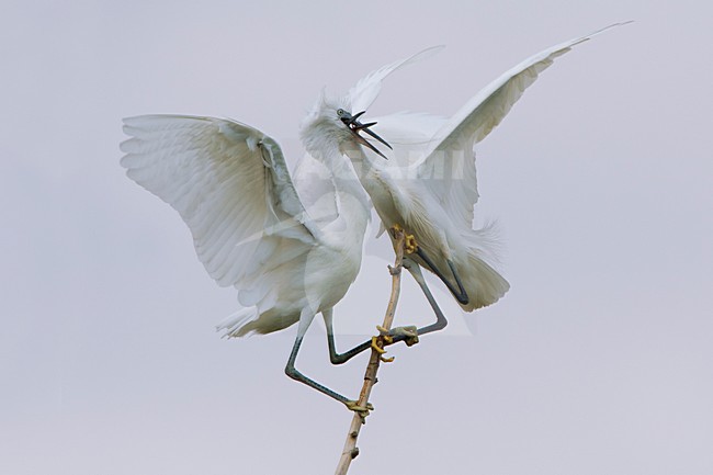Vechtende Kleine Zilverreiger in kolonie; Little Egrets fighting in colony stock-image by Agami/Daniele Occhiato,