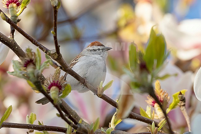 Chipping Sparrows are a widespread sparrow species found througouth North-America. This one is very confiding and sat beautifully perched in magnolia tree near Chaldecott Park in Vancouver, British Colombia, Canada. stock-image by Agami/Jacob Garvelink,