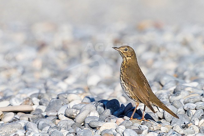 Song Thrush - Singdrossel - Turdus philomelos, Germany, 1st cy stock-image by Agami/Ralph Martin,