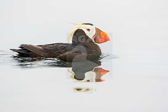 Tufted Puffin (Fratercula cirrhata) swimming on the ocean near the coast of Washington State, USA. stock-image by Agami/Glenn Bartley,